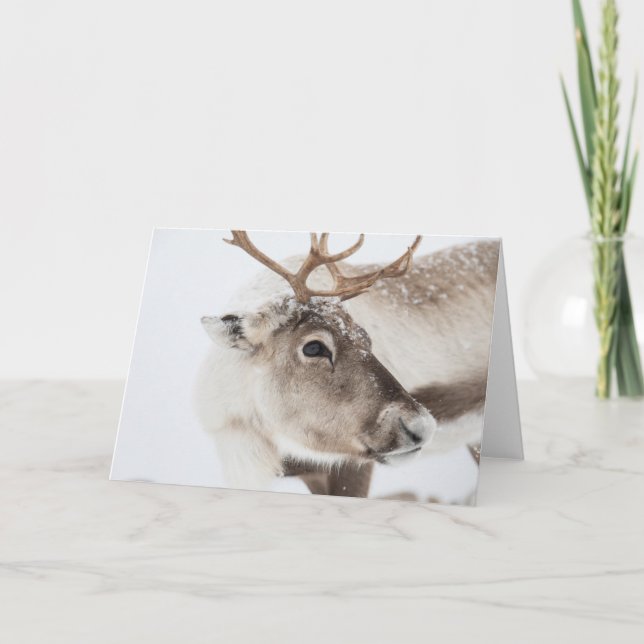 Cartão Reindeer Nature Photo (Frente)