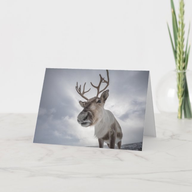 Cartão Reindeer Photo (Frente)