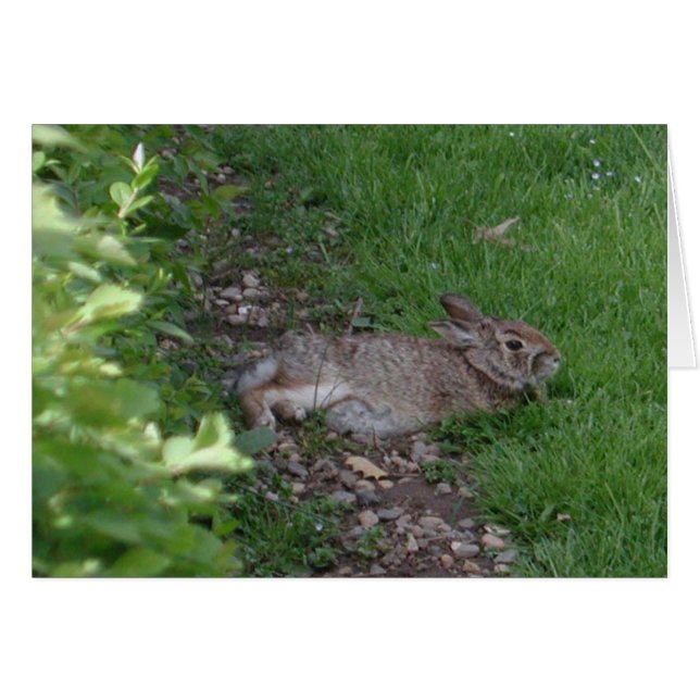 Cartão Relaxação do coelho (Frente Horizontal)