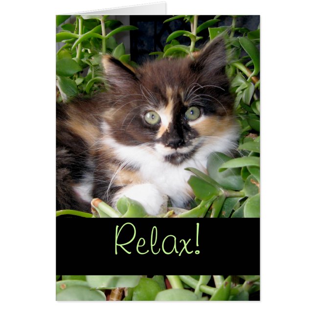 Cartão Relaxe! Saudação de Vida Calico Cat (Frente)
