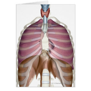 Cartão rendição 3d do sistema respiratório