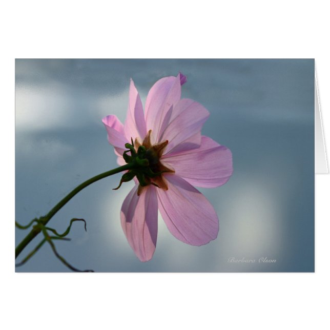Cartão Rendimento à Natureza: Cosmos (Frente Horizontal)