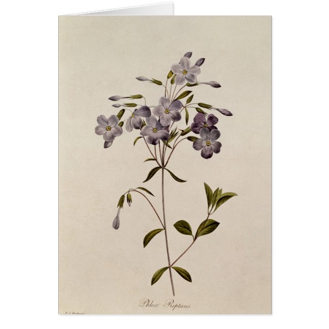 Cartão Reptans do Phlox (Frente)