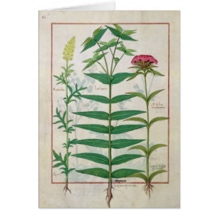 Cartão Reseda, eufórbio e cravo-da-índia