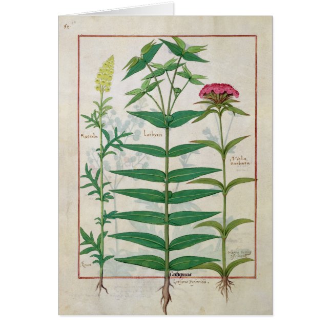 Cartão Reseda, eufórbio e cravo-da-índia (Frente)