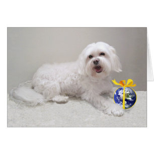 Cartão Resgate de Cachorro Branco Pequeno (Maltês)
