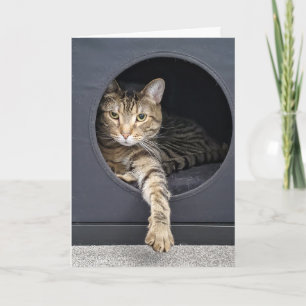 Cartão Resolução de Ano Novo de Gato Listrado