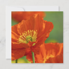 Cartão Respeitante Papoila Vermelha