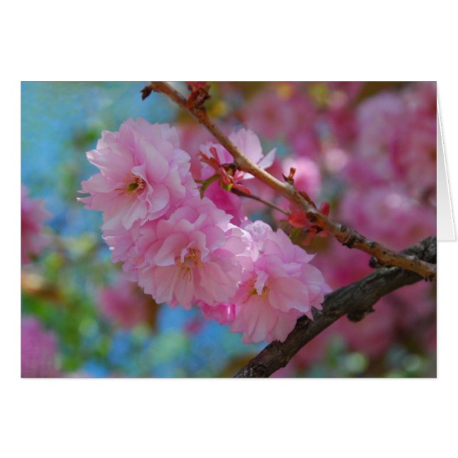 Cartão Respire fundo as flores de cereja rosa (Frente Horizontal)