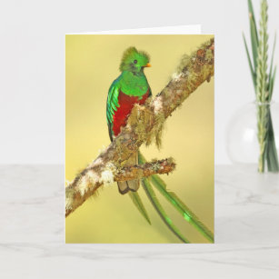 Cartão Resplendent Quetzal male