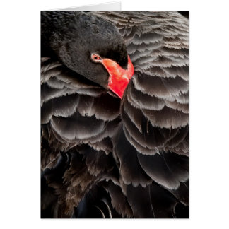 Cartão Restauração do cisne negro
