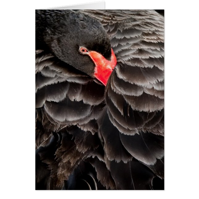 Cartão Restauração do cisne negro (Frente)