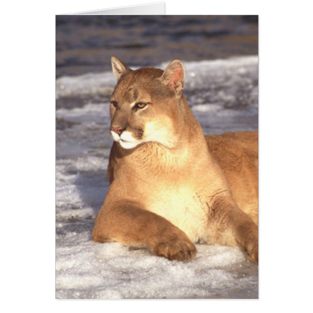 Cartão Resto do puma (Frente)