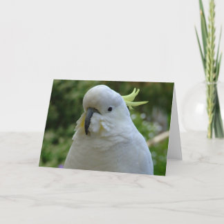 Cartão Retorno do muncher da amêndoa!