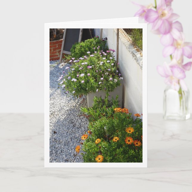 Cartão Retrato Africano Daisies (Orquídea)