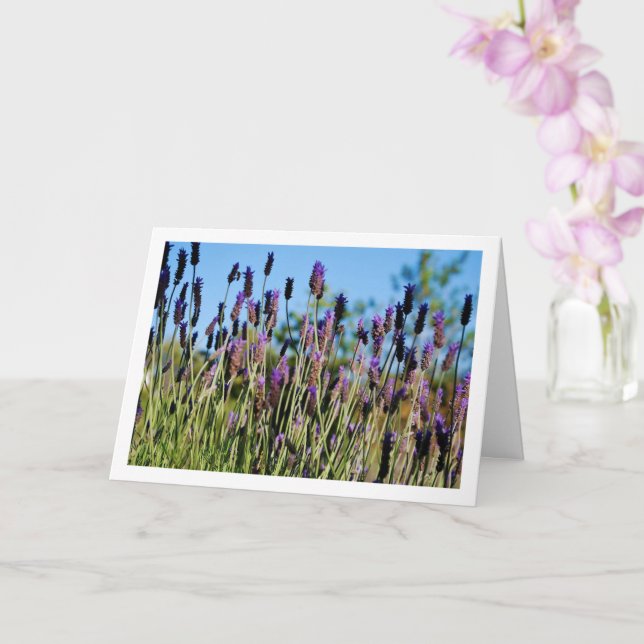 Cartão Retrato azul de Lavanda selvagem (Orquídea)