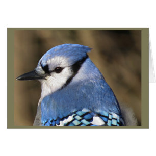 Cartão Retrato Blue Jay