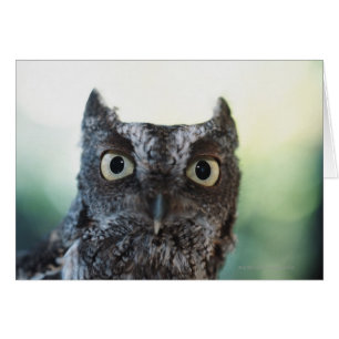 Cartão Retrato da Coruja Oriental Mostrando Olhos Grandes