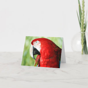 Cartão Retrato da Macaw