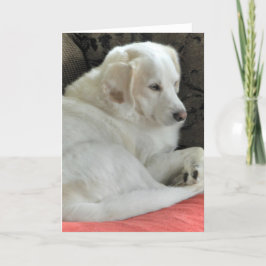 Cartão Retrato de Cachorro Branco Bonito