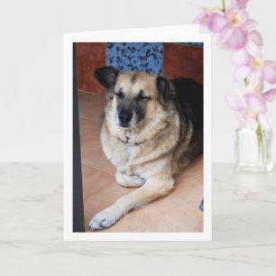 Cartão Retrato de Cão e Azulejos