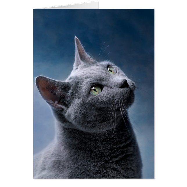 Cartão Retrato de Cat (Frente)