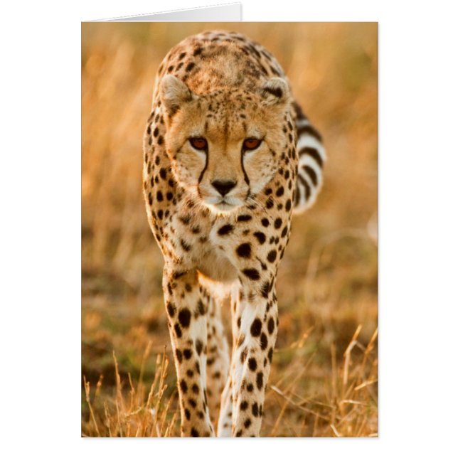 Cartão Retrato de Chita (Acinonyx Jubatus), Maasai (Frente)
