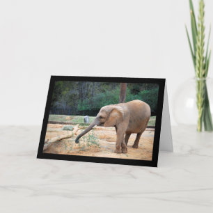 Cartão Retrato de Elefante Africano no Parque