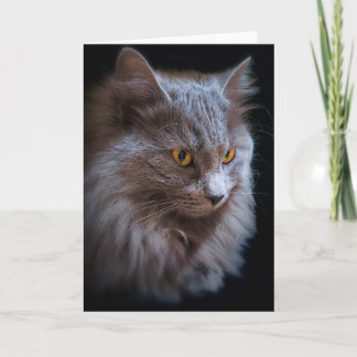 Cartão Retrato de Gato Nebelung Azul Russo de Cabelo Long