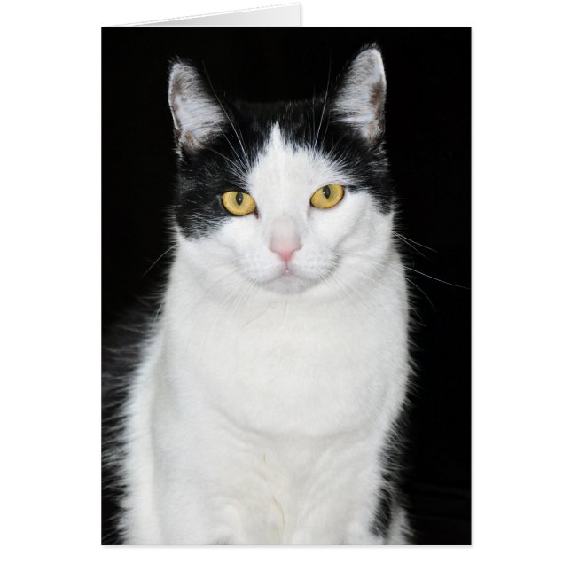 Cartão Retrato de Gato Preto e Branco (Frente)
