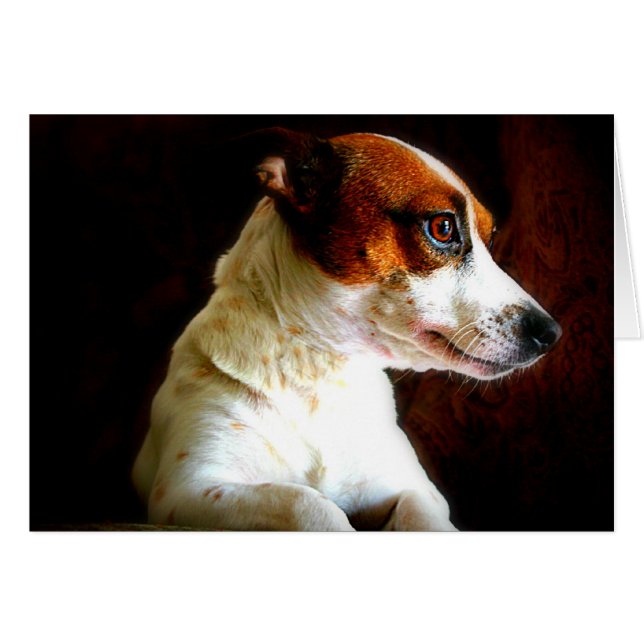Cartão Retrato de Jack Russell (Frente horizontal)