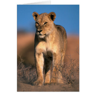 Cartão Retrato de Leoa (Panthera Leo)