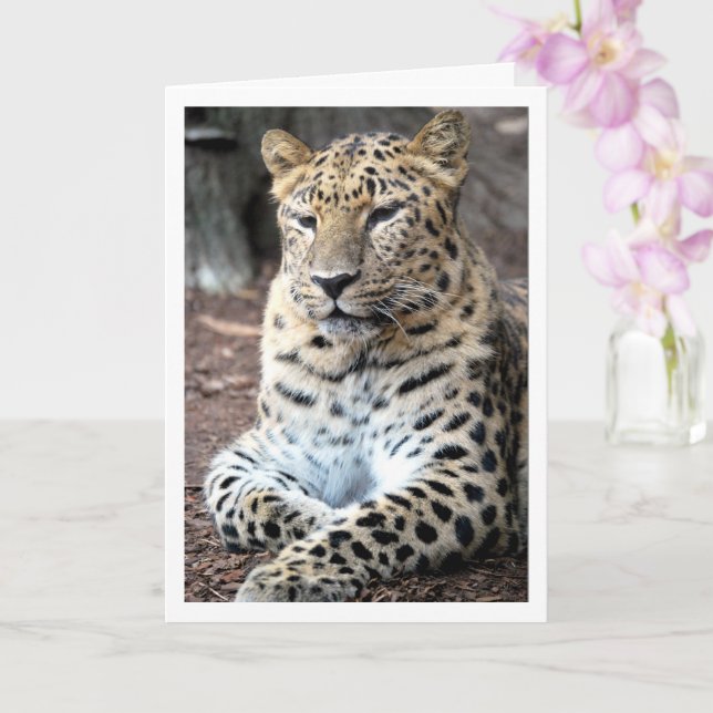 Cartão Retrato de Leopardo (Orquídea)