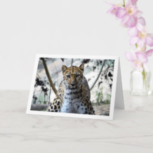 Cartão Retrato de Leopardo
