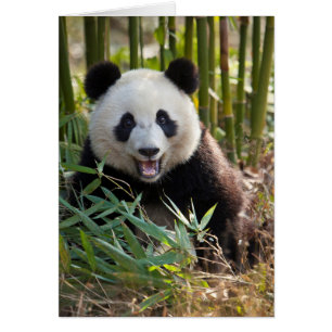 Cartão Retrato de Panda Sorridente