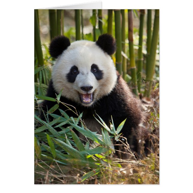 Cartão Retrato de Panda Sorridente (Frente)