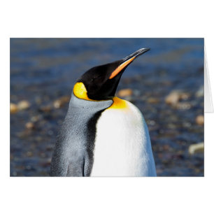 Cartão Retrato de pinguim