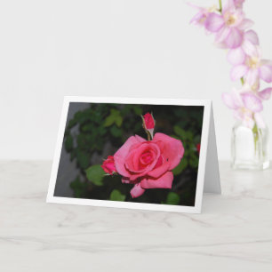 Cartão Retrato de Rosa Rosa e Botões de Rosa