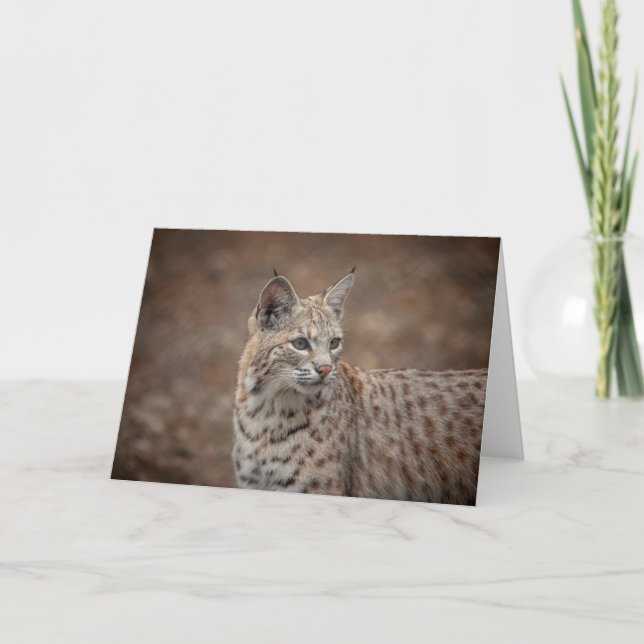 Cartão Retrato de um Bobcat (Frente)