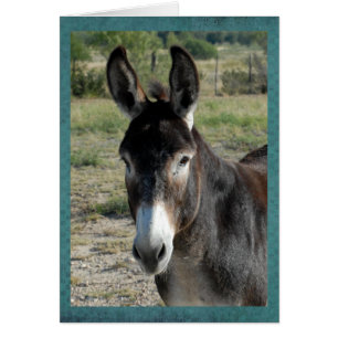 Cartão Retrato de um burro