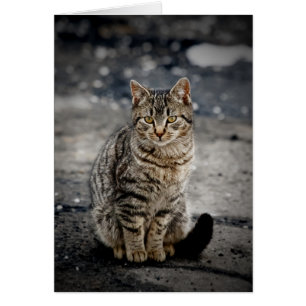 Cartão Retrato de um gato