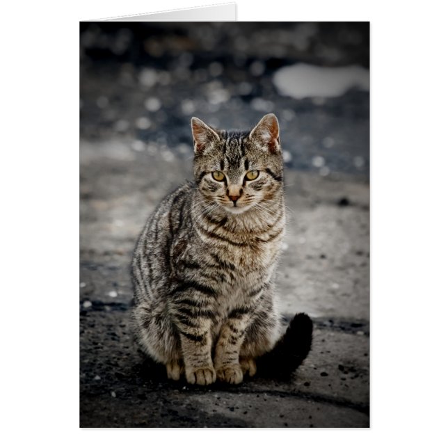 Cartão Retrato de um gato (Frente)