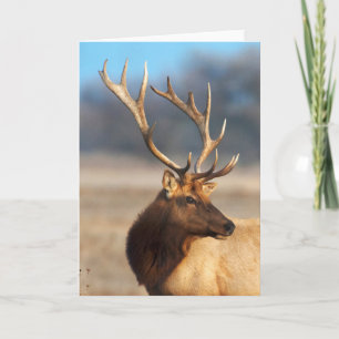 Cartão Retrato de uma Elk Touro Incrível