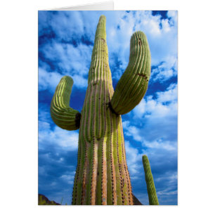 Cartão Retrato do cacto Saguaro, Arizona