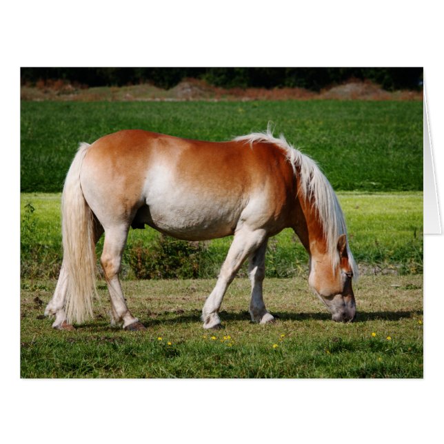 Cartão Retrato do cavalo (Frente horizontal)