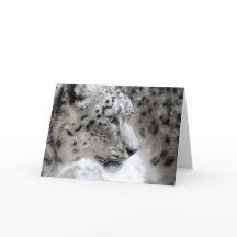 Retrato do Perfil Leopardo da Neve