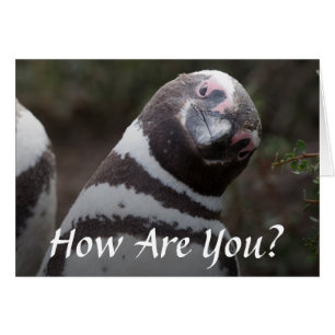 Cartão Retrato do pinguim de Magellanic