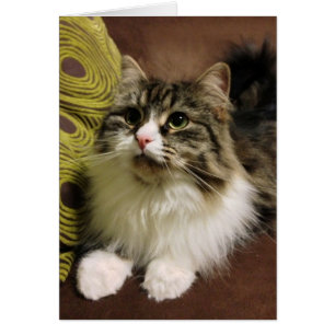 Cartão Retrato doce de um gato Siberian