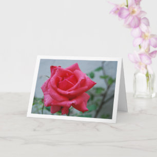 Cartão Retrato Floral de Rosa Rosa