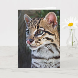 Cartão Retrato Ocelot Felino Cugado